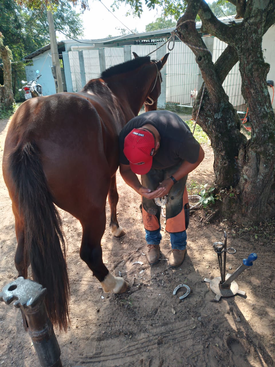 cuidados equinos Cempra (7)