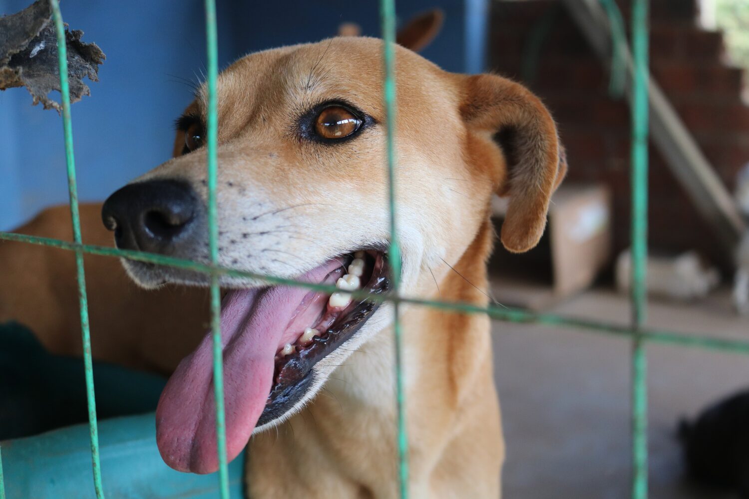 Mutirão de castração para cães e catos dos bairros São Luiz e Floresta (crédito Vitor Carvalho)