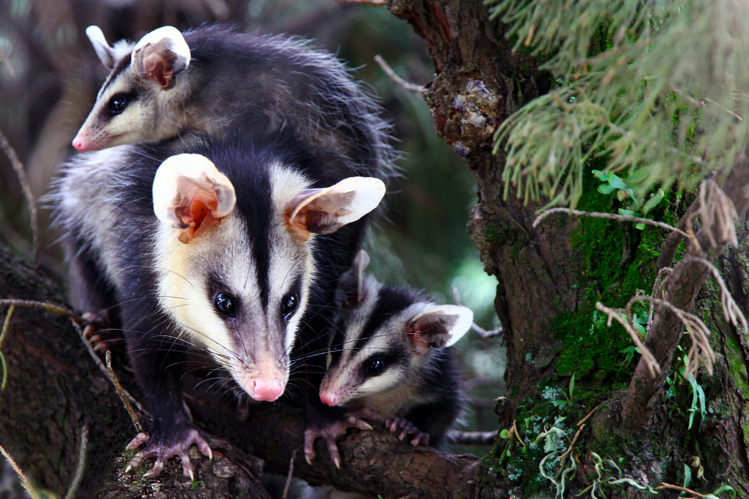 Família_de_Gambás-de-orelha-branca_(Didelphis_albiventris)